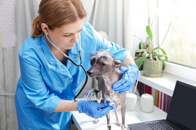 Middle-aged woman veterinarian examines the dog. Doctor's office, laptop, medical equipment.