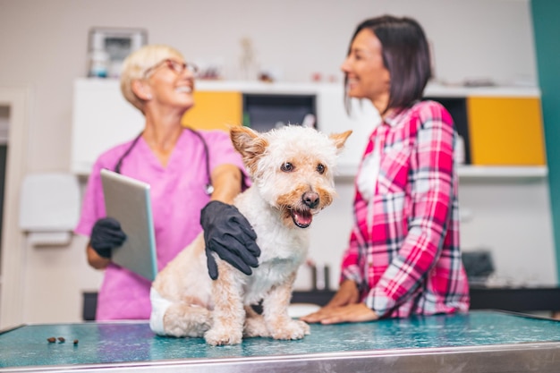 Middle aged woman with her dog at veterinarian.