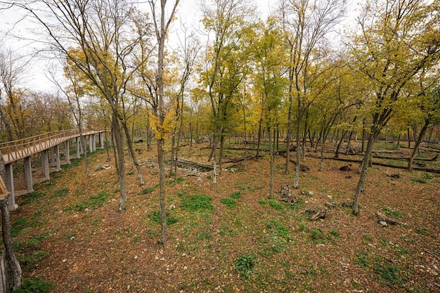 Middle of the autumn forest with yellow colorful leaves and water pond for wild animals