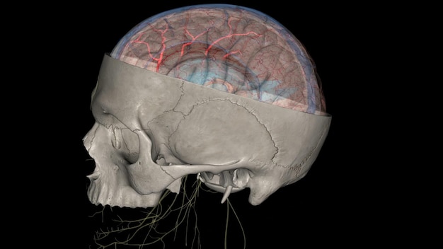 Photo the middle cerebral artery mca is a critical artery which has an extensive clinical significance