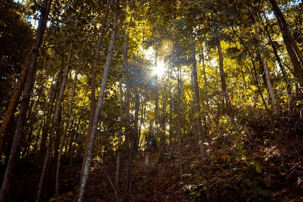 In the middle of the dark forest in autumn with sunlight passing through the trees Sun rays