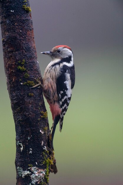 가운데 점박이 딱따구리 (Dendrocoptes medius) 레온, 스페인