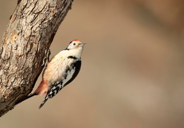 Middle spotted woodpecker male in an oak forest looking for food after a heavy snowfall