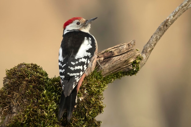 Middle spotted woodpecker male in an oak forest looking for food after a heavy snowfall