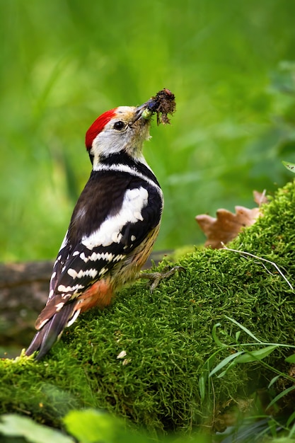 Middle spotted woodpecker with beak full of insects sitting on a stump