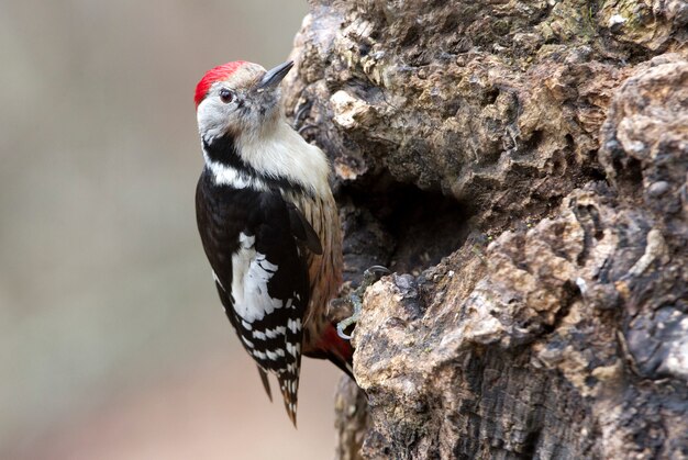 Middle spotted woodpecker, woodpecker, birds, Dendrocopos medius