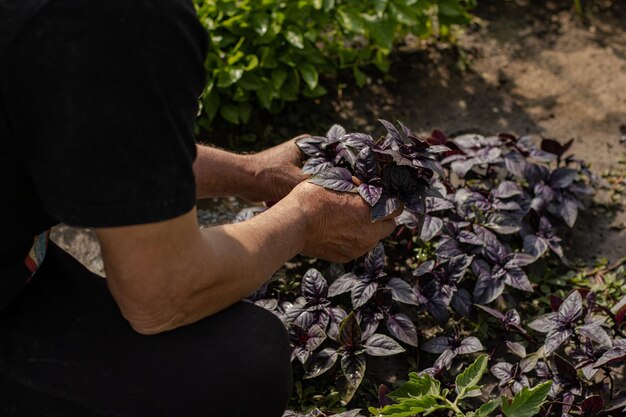 中年ヨーロッパ人男性が温室で紫のバジルを調べて 野菜の熟成を確認しています