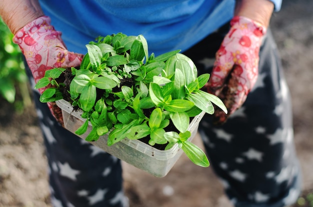 Middleaged woman planting flowers seedlings in a greenhouse