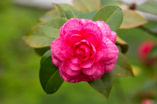 Middlemist CameliaDe zeldzame plant die uit China naar Groot-Brittannië werd gebracht Camellia met een zeldzame roze bloemachtige achtergrond
