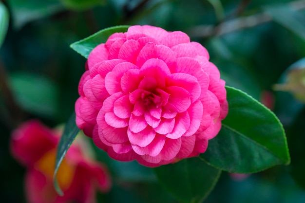 Middlemist CameliaThe rare plant brought to Britain from China Camellia of rare pink color floral background