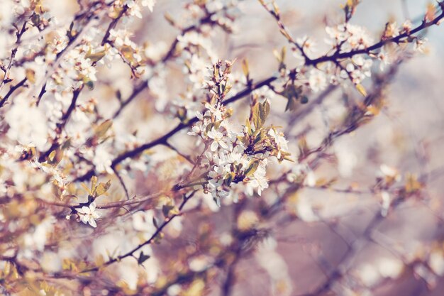 Midland hawthorn white flowering tree