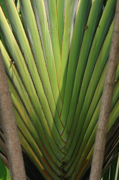 Средняя жилка мадагаскарского банана или Ravenala madagascariensis крупным планом