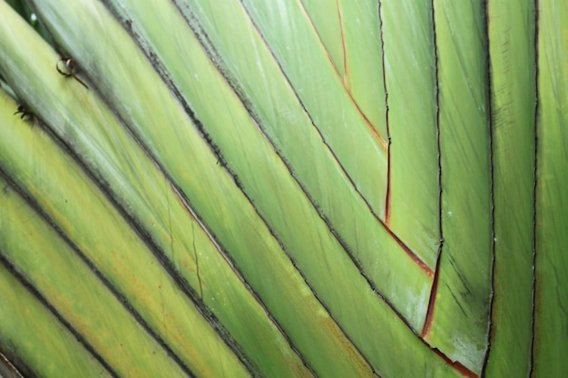 Средняя жилка мадагаскарского банана или Ravenala madagascariensis крупным планом