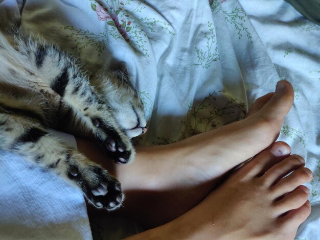 Midsection of a cat sleeping on bed