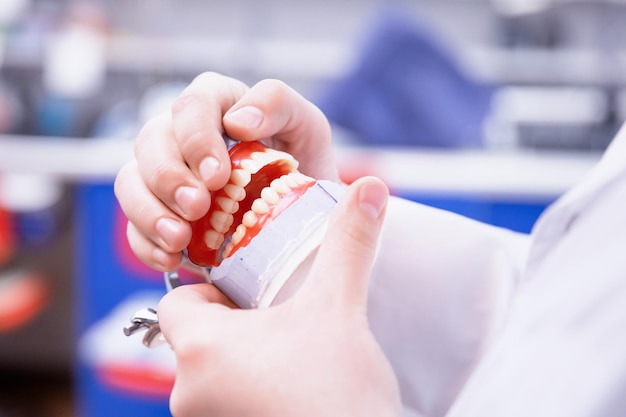 Foto sezione centrale del dentista che tiene le protesi dentali