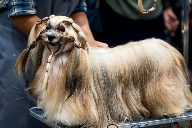 Foto sezione centrale del cane