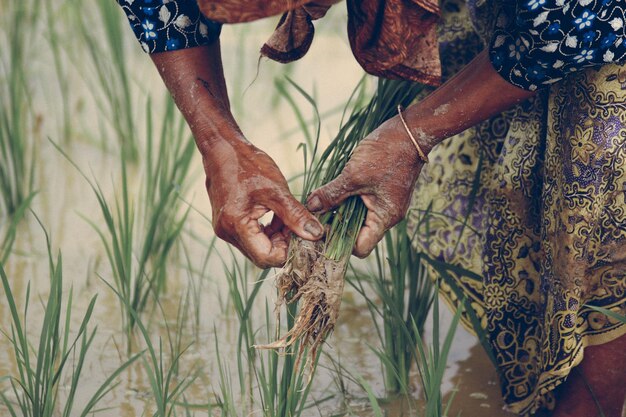 Midsection of farmer holding plant at rice paddy