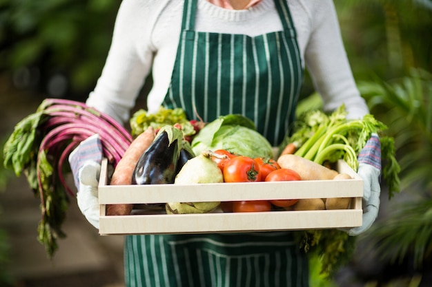 Midsection of female gardener holding vegetables crate