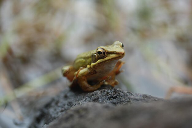 Photo midsection of frog