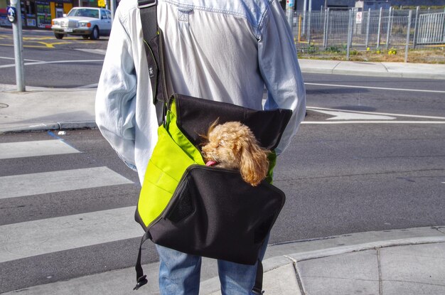 通りに立っている袋の中にプードルを運ぶ男のミッドセクション