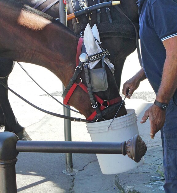 Photo midsection of man feeding horse