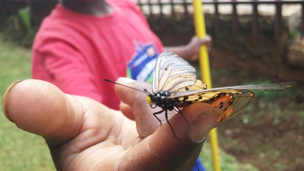 Photo midsection of man holding butterfly