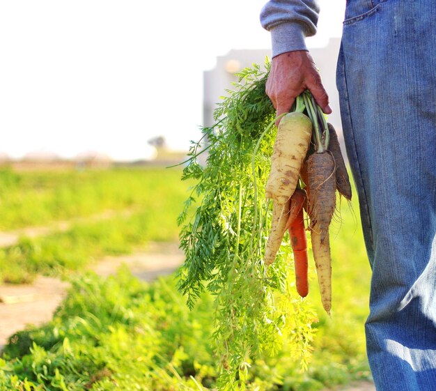 Midsection of man holding carrots on field