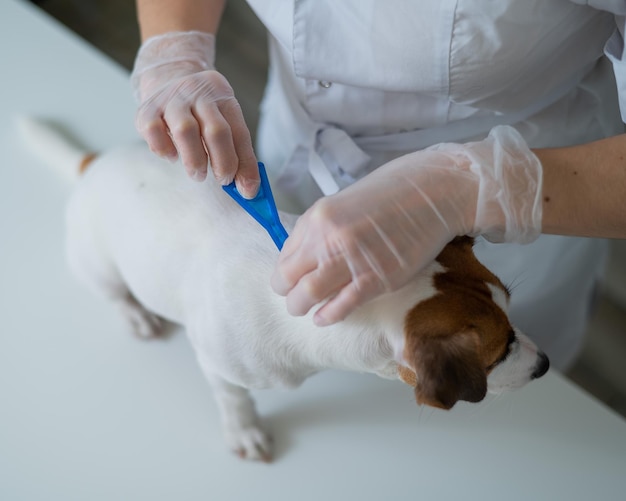 犬を抱いた男の中間部分