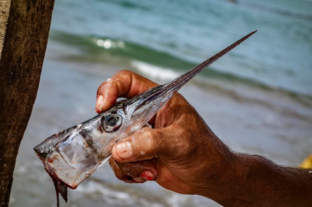 Photo midsection of man holding fish in water