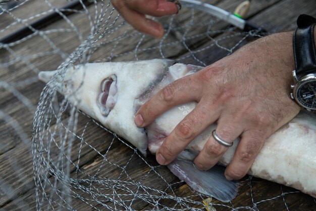 Foto sezione centrale di un uomo che tiene un pesce