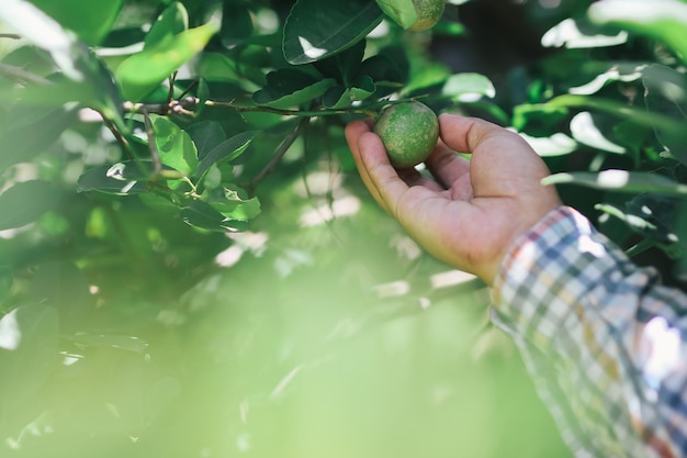 Midsection of man holding fruit on plant