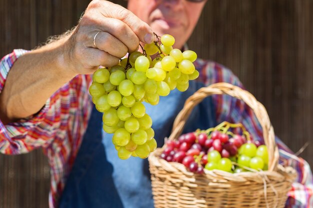 Foto sezione centrale di un uomo che tiene frutta in un cesto