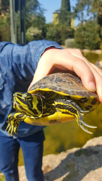 Photo midsection of man holding leaf