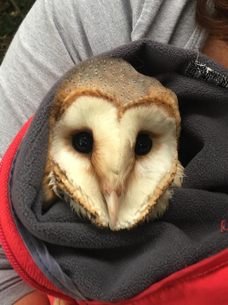 Photo midsection of man holding owl in blanket