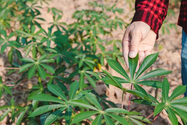 Midsection of man holding plant