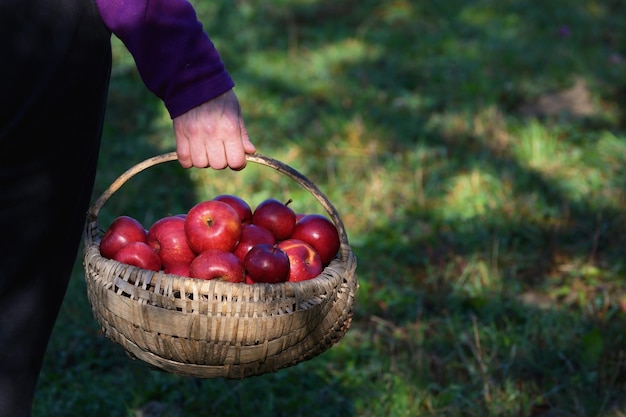 Photo midsection of man holding strawberries in basket on field