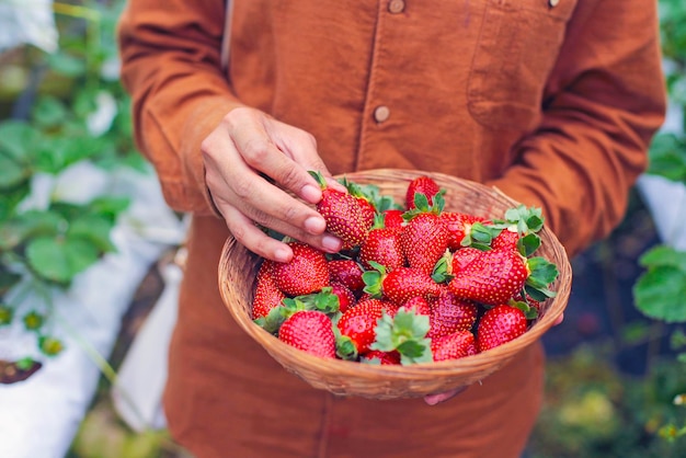 Midsection of man holding strawberries in basket