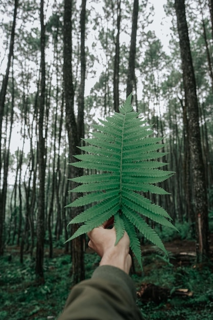Foto sezione centrale di un uomo che fa il tronco di un albero nella foresta