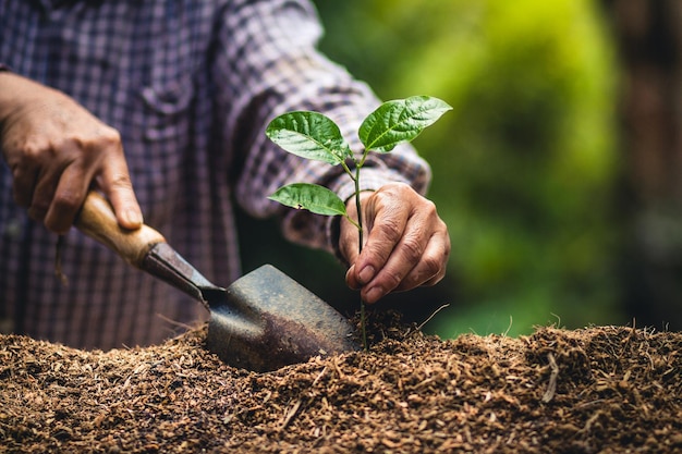 midsection of man planting plant in garden