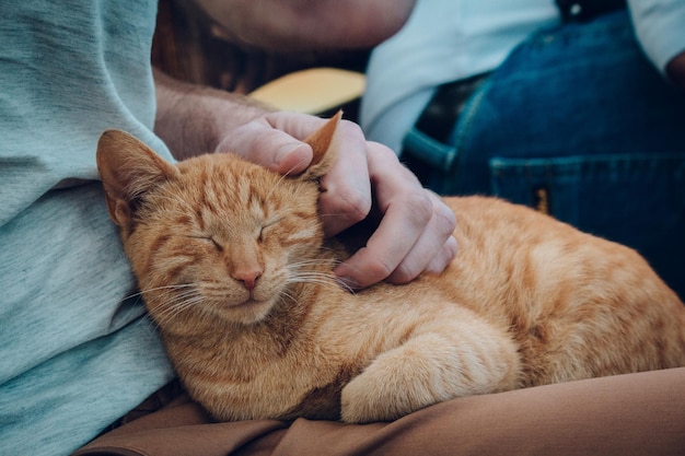 Foto sezione centrale di un uomo con un gatto che si rilassa sul letto