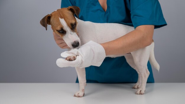 Photo midsection of man with dog