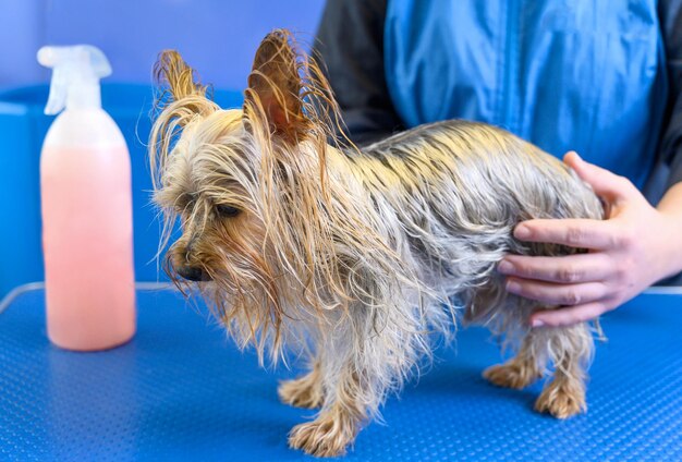 Midsection of man with dog