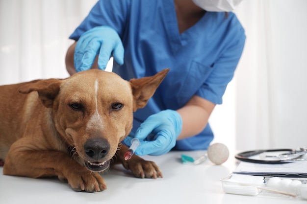 犬と男のミッドセクション