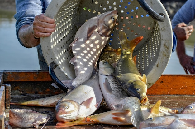 Foto sezione centrale di un uomo con i pesci sul tavolo