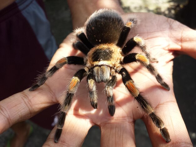 Photo midsection of man with spider