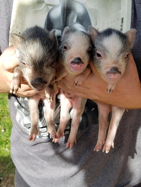 Midsection of men holding piglets