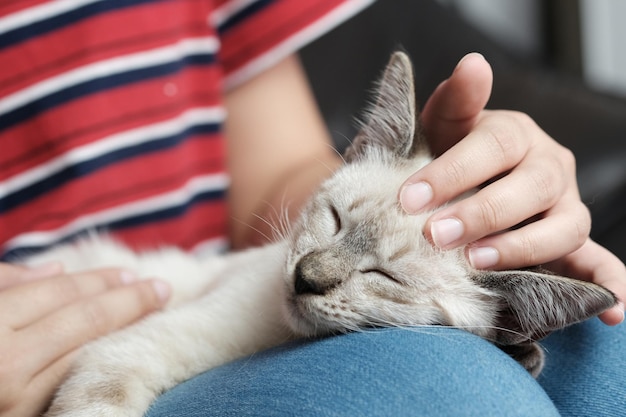 写真 カーペットに手をかけた猫の中間部分