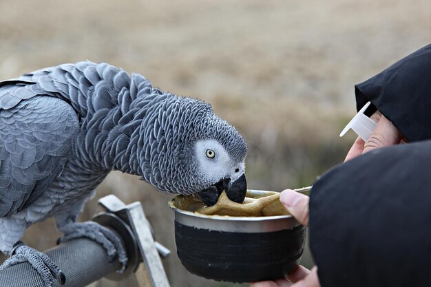 写真 鳥を抱いた男の中間部分