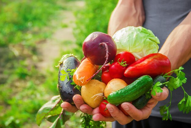 写真 野菜を握っている男の真ん中