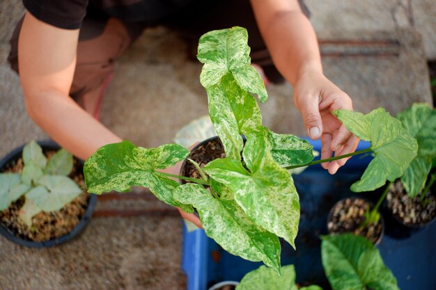 写真 人間の植え付けの植物の真ん中